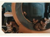 7 chatons Toyger disponibles à la réservation (LOOF)
