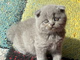 Chatons Scottish Fold et Straight à réserver