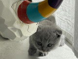Chatons Scottish Fold et Straight à réserver