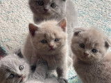 Chatons Scottish Fold et Straight à réserver
