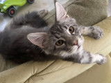 Chaton Maine Coon black silver à vendre
