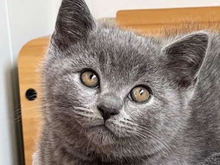 À réserver, chatons British Shorthairs LOOF