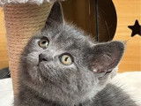 À réserver, chatons British Shorthairs LOOF