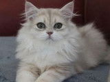 1 chaton British Longhair mâle bleu golden shell LOOF à réserver