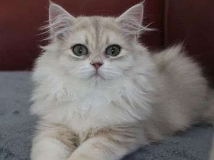 1 chaton British Longhair mâle bleu golden shell LOOF à réserver