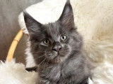 3 chatons Maine Coon LOOF à vendre