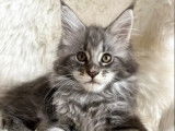3 chatons Maine Coon LOOF à vendre