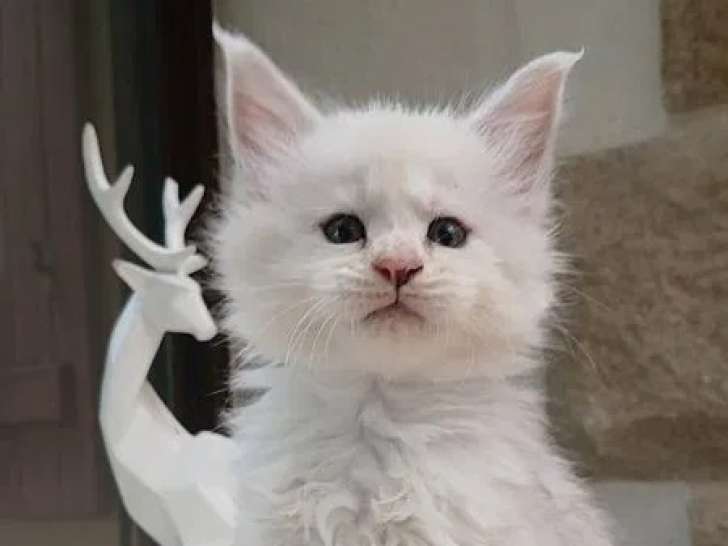 Chatons Maine Coon grand gabarit shaded disponibles à l’achat (LOOF)