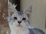 Chatons Maine Coon grand gabarit shaded disponibles à l’achat (LOOF)