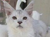 Chatons Maine Coon grand gabarit shaded disponibles à l’achat (LOOF)
