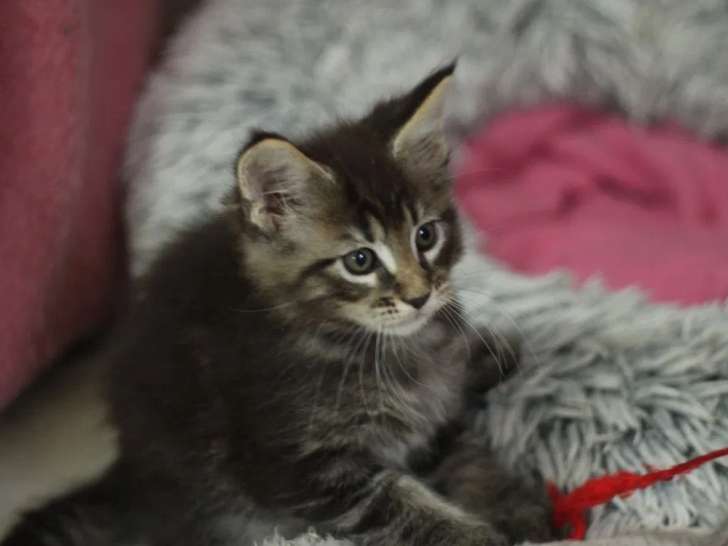 Chaton mâle Maine Coon LOOF disponible à la vente