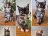 3 chatons Maine Coon LOOF à réserver