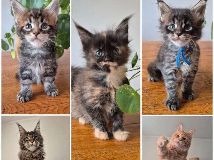 3 chatons Maine Coon LOOF à réserver