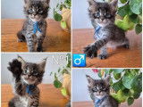 3 chatons Maine Coon LOOF à réserver