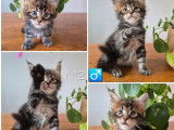 3 chatons Maine Coon LOOF à réserver