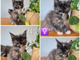 3 chatons Maine Coon LOOF à réserver