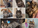 3 chatons Maine Coon LOOF à réserver