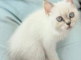 Chatonne British Longhair à vendre