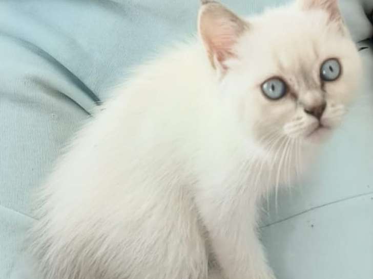Chatonne British Longhair à vendre