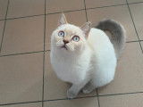 Chatonne British Shorthair à vendre