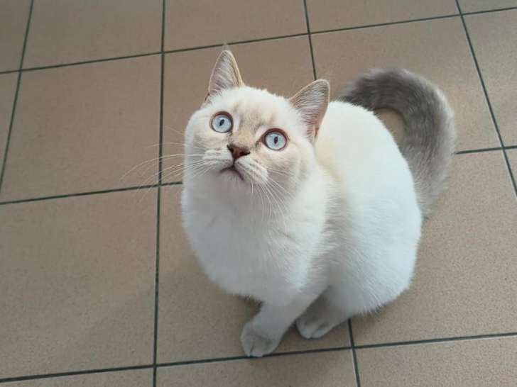 Chatonne British Shorthair à vendre