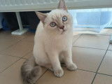 Chatonne British Shorthair à vendre