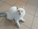 Chatonne British Shorthair à vendre