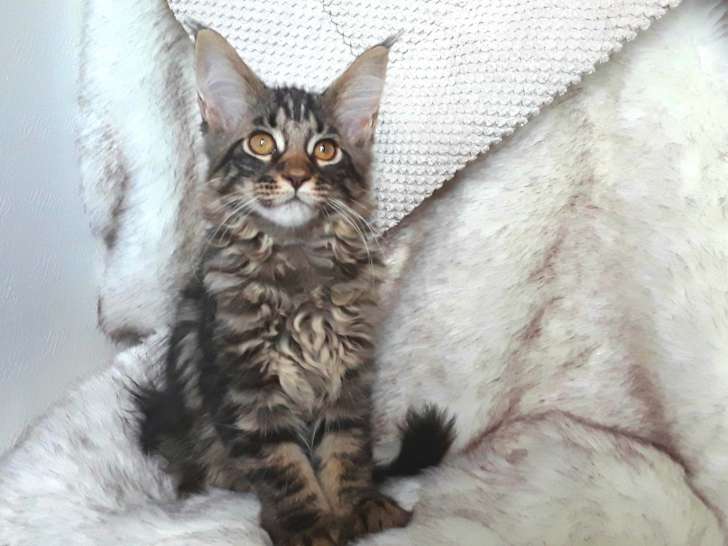 Chatonne Maine Coon à vendre