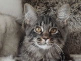 Chatonne Maine Coon à vendre