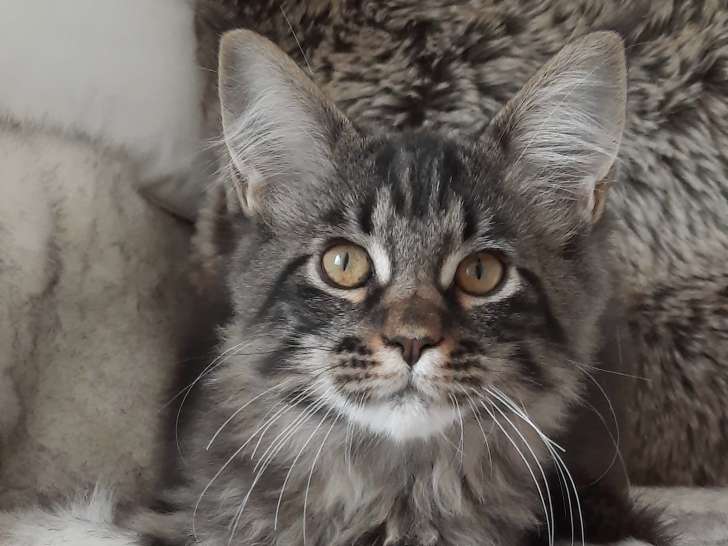 Chatonne Maine Coon à vendre