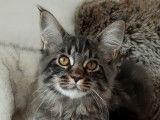 Chatonne Maine Coon à vendre