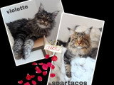 Chatonne Maine Coon à vendre