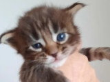 Chatonne Maine Coon à vendre