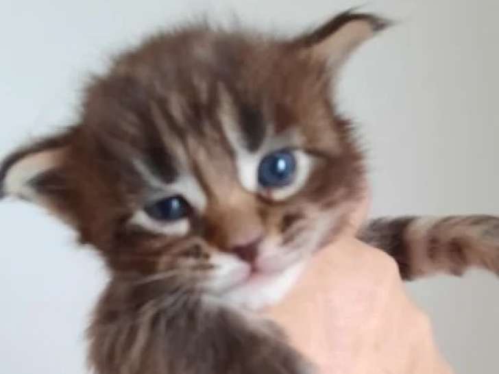 Chatonne Maine Coon à vendre