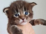Chatonne Maine Coon à vendre
