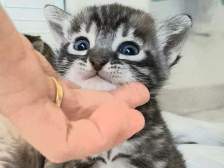 Chatons Bengal LOOF à vendre