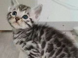 Chatons Bengal LOOF à vendre