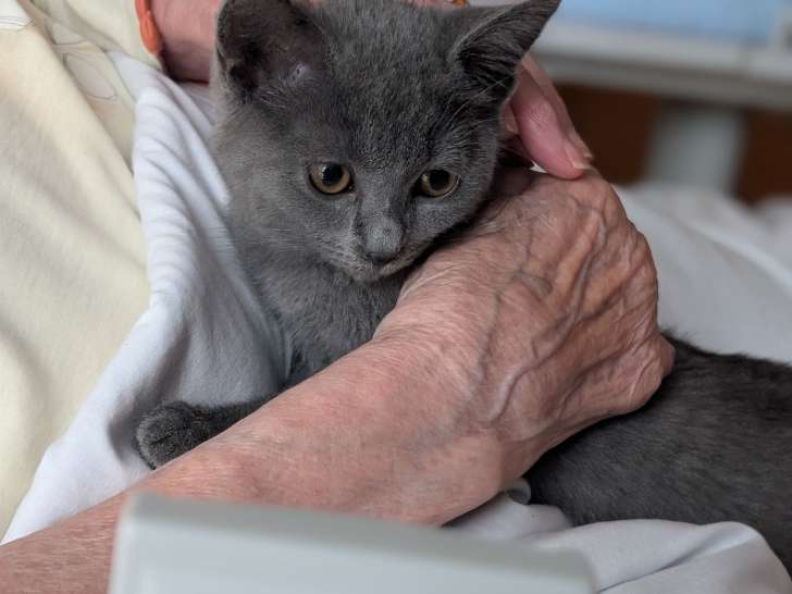 Magnifique chatonne Chartreux à vendre