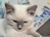 Magnifique Ragdoll LOOF à vendre