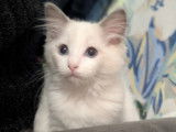 Magnifique Ragdoll LOOF à vendre