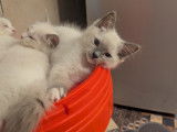 Magnifique Ragdoll LOOF à vendre