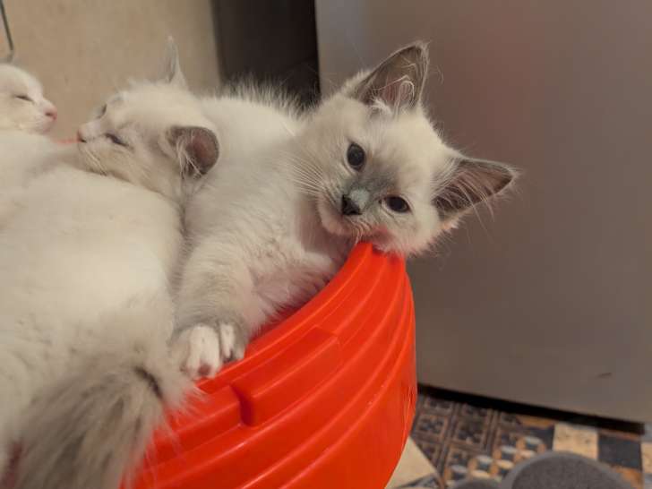 Magnifique Ragdoll LOOF à vendre
