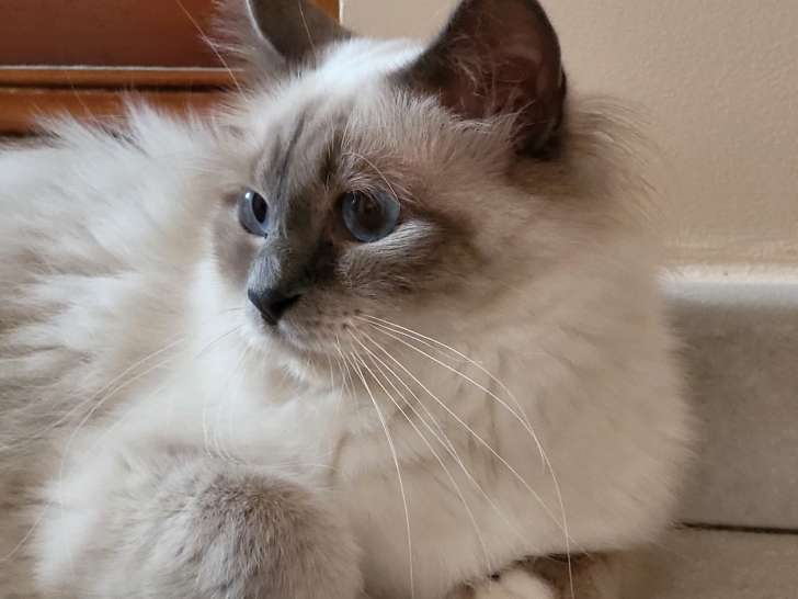 Jeune Sacré de Birmanie retraitée d'élevage à vendre