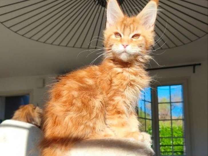 À réserver, 2 chatons femelles Maine Coons LOOF nées en mai 2025