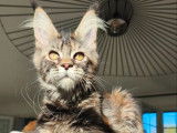 À réserver, 2 chatons femelles Maine Coons LOOF nées en mai 2025
