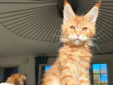 À réserver, 2 chatons femelles Maine Coons LOOF nées en mai 2025