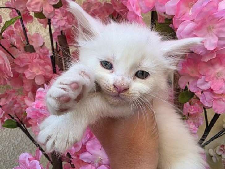 2 chatons Maine Coons gros gabarit à réserver, nés en août 2025, LOOF