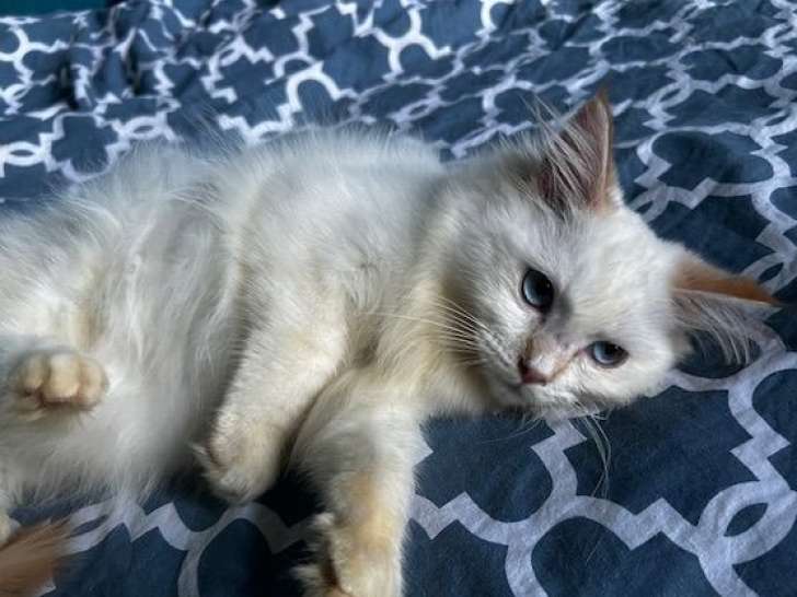 Des chatons Ragdolls LOOF nés en mars 2025, à vendre