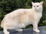 Adoption d’une femelle British Shorthair adulte LOOF, seal golden point, née en 2022