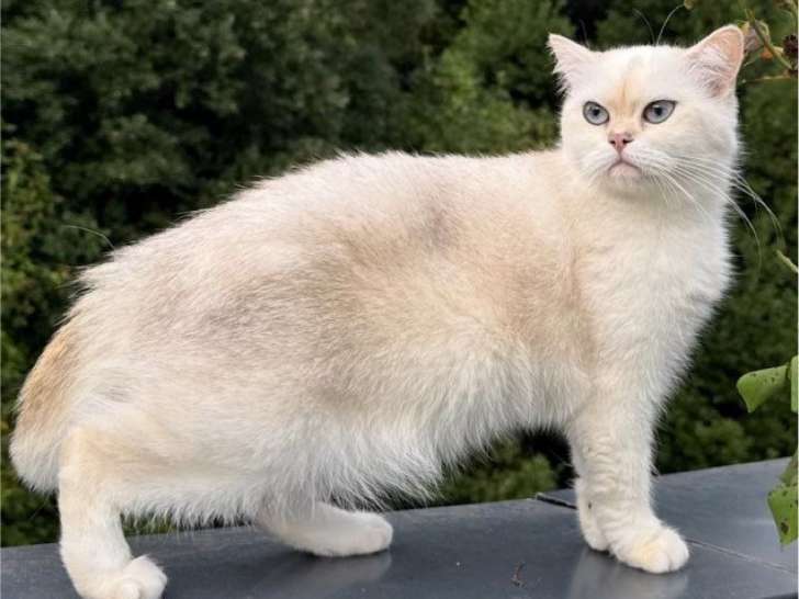 Adoption d’une femelle British Shorthair adulte LOOF, seal golden point, née en 2022
